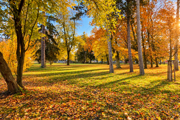 Podzimní Park V Zlatém Světle